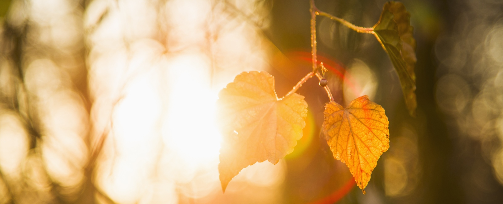 BNP Paribas Wealth Management Private Banking