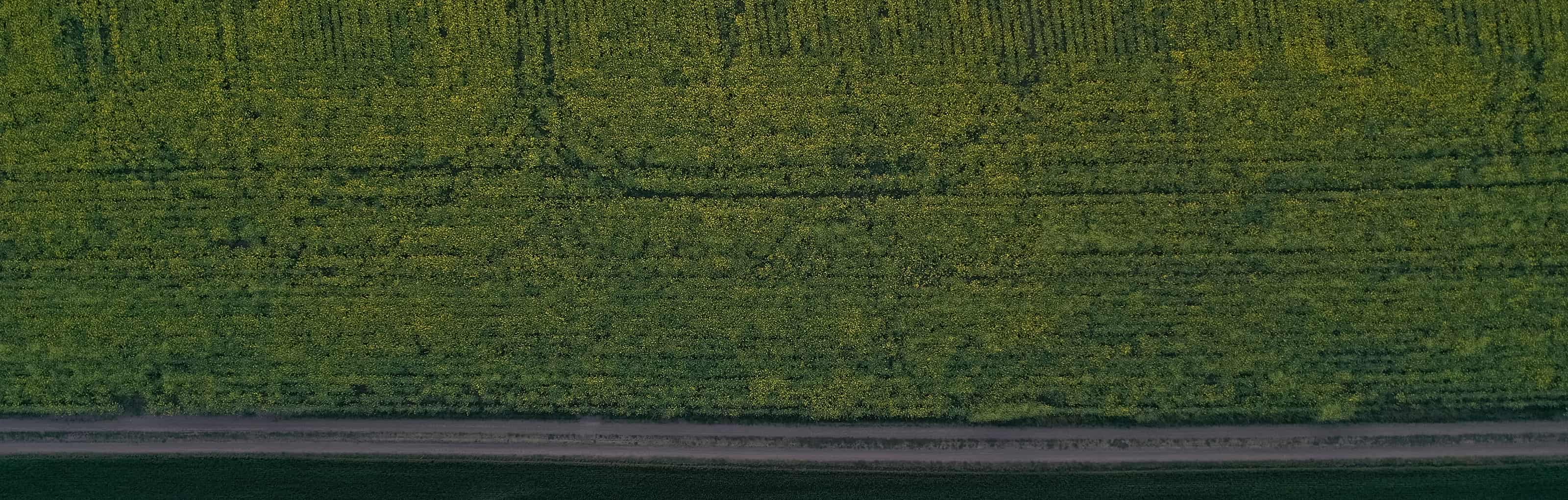 ein grünes Feld